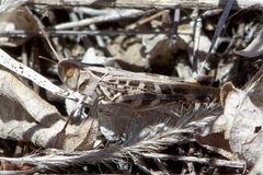 Rhammatocerus viatorius