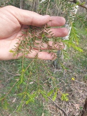 Melaleuca decora
