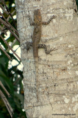 Calotes versicolor