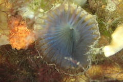 Myxicola