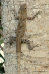 Calotes versicolor