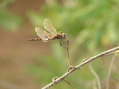 Tramea basilaris