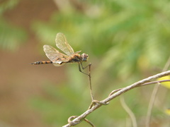 Tramea basilaris