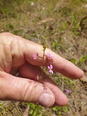 Stylidium debile