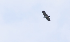 Morphnarchus princeps