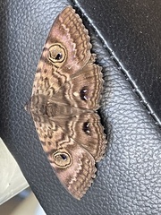 Speiredonia spectans