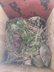 Vandeleuria oleraceus