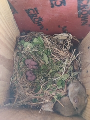 Vandeleuria oleraceus