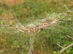 Stegodyphus sarasinorum