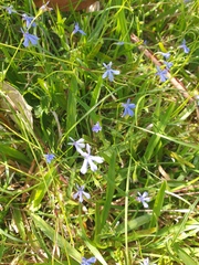 Lobelia quadrangularis