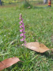 Spiranthes australis