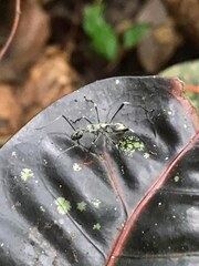 Polyrhachis sexspinosa