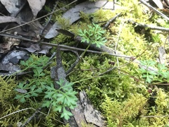 Xanthosia dissecta
