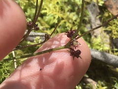 Xanthosia dissecta