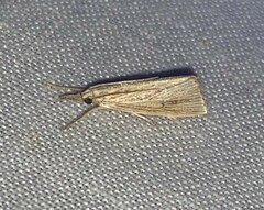 Eoreuma densellus