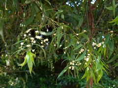 Acacia binervata