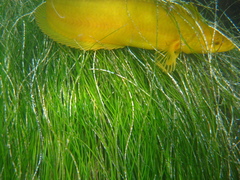 Heterostichus rostratus