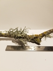 Ramalina leptocarpha