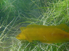 Heterostichus rostratus