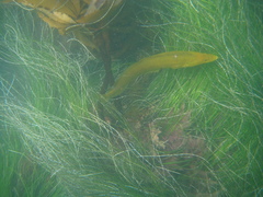 Heterostichus rostratus