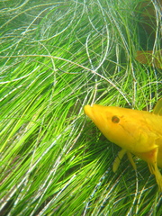 Heterostichus rostratus