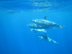 Stenella longirostris