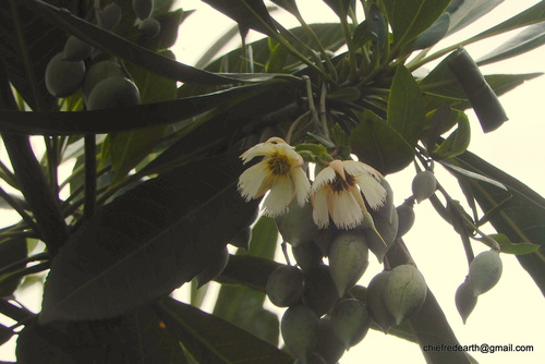Elaeocarpus grandiflorus observed 2022-10-21