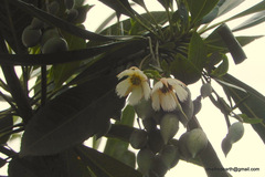 Elaeocarpus grandiflorus