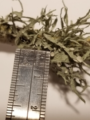 Ramalina leptocarpha