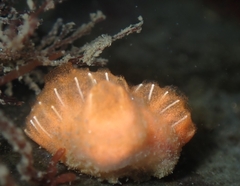 Distaplia occidentalis