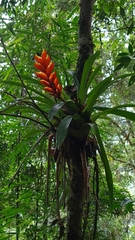 Vriesea heterostachys