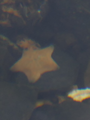 Patiriella regularis