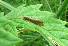 Hydropsyche angustipennis