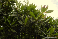 Elaeocarpus grandiflorus