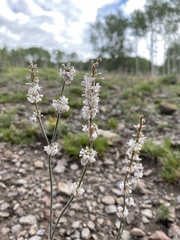 Eriogonum racemosum