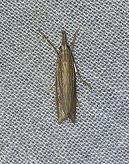 Eoreuma densellus