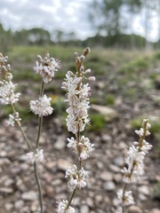 Eriogonum racemosum