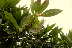 Elaeocarpus grandiflorus