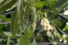 Elaeocarpus grandiflorus