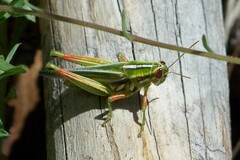 Hesperotettix viridis