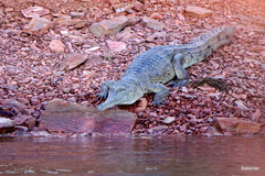Crocodylus johnstoni