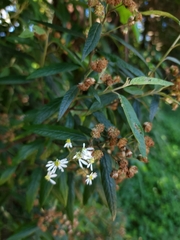 Olearia lirata