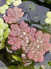 Azolla rubra