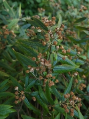 Olearia lirata