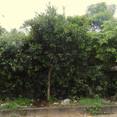 Elaeocarpus grandiflorus