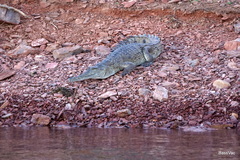 Crocodylus johnstoni