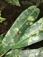 Pseudogagrella splendens