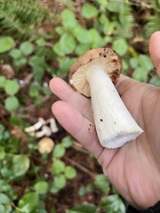 Russula fragrantissima