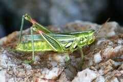 Hesperotettix viridis