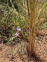Thysanotus baueri